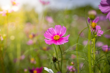 The background image of the colorful flowers, background natureの写真素材