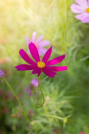 The background image of the colorful flowers, background natureの写真素材