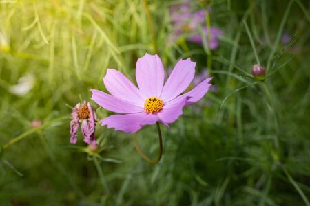 The background image of the colorful flowers, background natureの写真素材