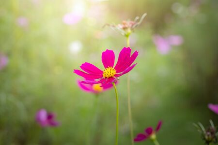 The background image of the colorful flowers, background natureの写真素材