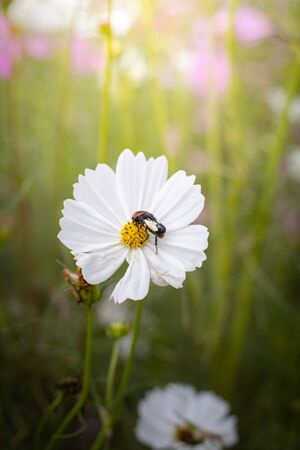 The background image of the colorful flowers, background natureの写真素材