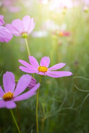 The background image of the colorful flowers, background natureの写真素材
