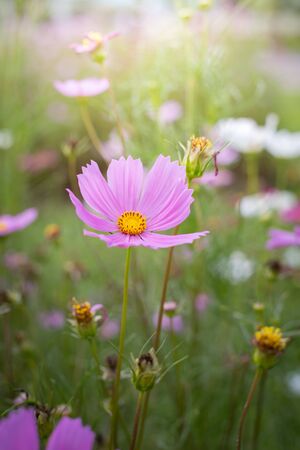 The background image of the colorful flowers, background natureの写真素材