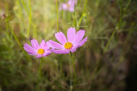 The background image of the colorful flowers, background natureの写真素材