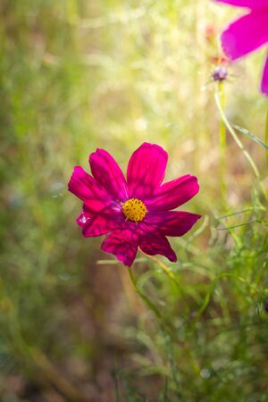The background image of the colorful flowers, background natureの写真素材