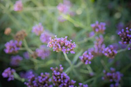 The background image of the colorful flowers, background natureの写真素材