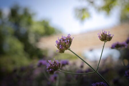 The background image of the colorful flowers, background natureの写真素材