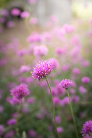 The background image of the colorful flowers, background natureの写真素材