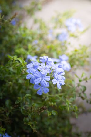 The background image of the colorful flowers, background natureの写真素材