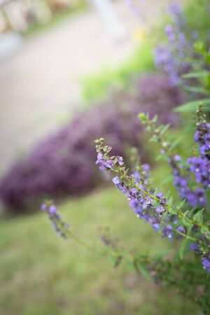 The background image of the colorful flowers, background natureの写真素材