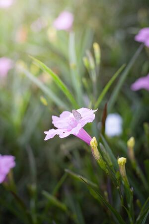 The background image of the colorful flowers, background natureの写真素材