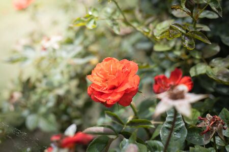 The background image of the colorful flowers, background natureの写真素材
