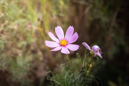 The background image of the colorful flowers, background natureの写真素材