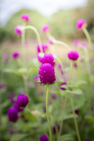 The background image of the colorful flowers, background natureの写真素材