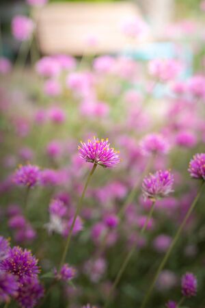 The background image of the colorful flowers, background natureの写真素材