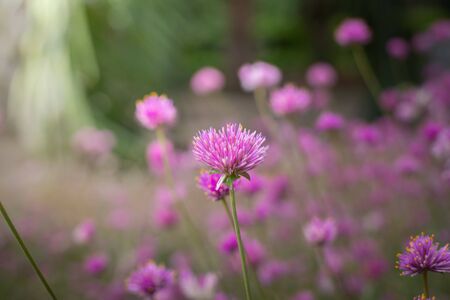The background image of the colorful flowers, background natureの写真素材