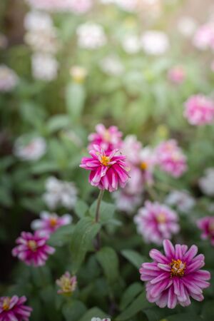 The background image of the colorful flowers, background natureの写真素材