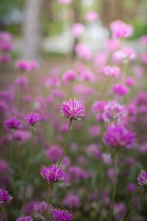 The background image of the colorful flowers, background natureの写真素材
