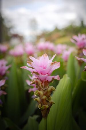 The background image of the colorful flowers, background natureの写真素材