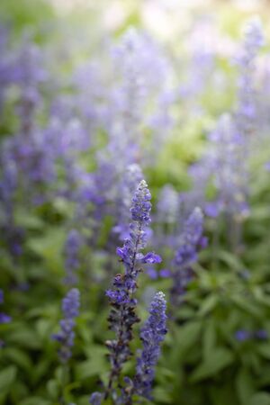 The background image of the colorful flowers, background natureの写真素材