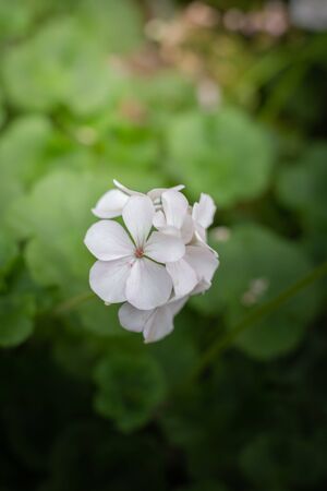 The background image of the colorful flowers, background natureの写真素材