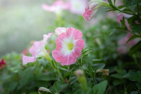 The background image of the colorful flowers, background natureの写真素材