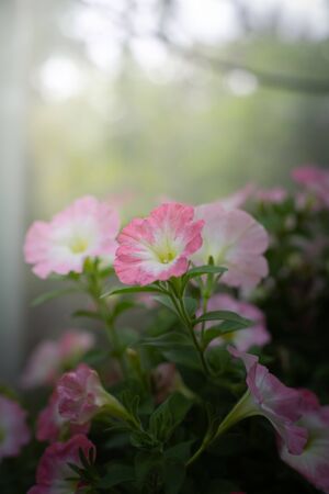 The background image of the colorful flowers, background natureの写真素材