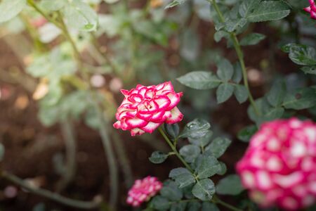 Roses in the garden, Roses are beautiful with a beautiful sunny day.
