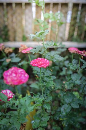 Roses in the garden, Roses are beautiful with a beautiful sunny day.の写真素材