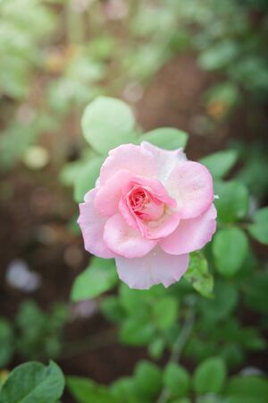 Roses in the garden, Roses are beautiful with a beautiful sunny day.の写真素材