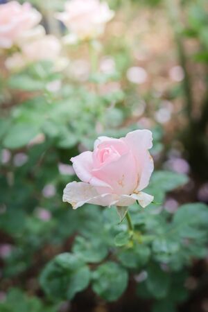Roses in the garden, Roses are beautiful with a beautiful sunny day.の写真素材