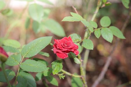 Roses in the garden, Roses are beautiful with a beautiful sunny day.の写真素材