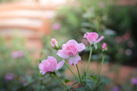 Roses in the garden, Roses are beautiful with a beautiful sunny day.の写真素材
