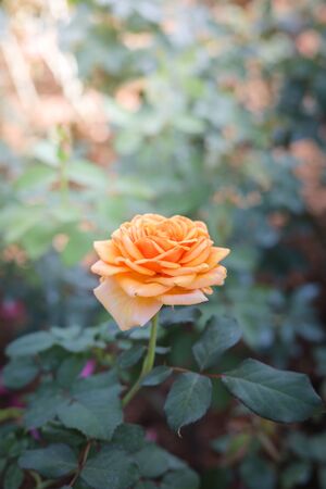 Roses in the garden, Roses are beautiful with a beautiful sunny day.の写真素材