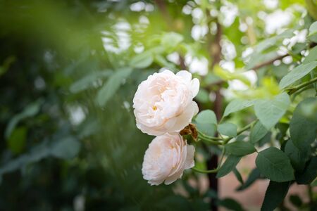 Roses in the garden, Roses are beautiful with a beautiful sunny day.の写真素材