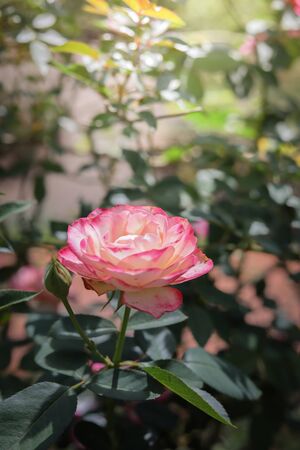 Roses in the garden, Roses are beautiful with a beautiful sunny day.の写真素材