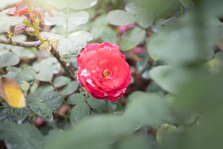Roses in the garden, Roses are beautiful with a beautiful sunny day.の写真素材
