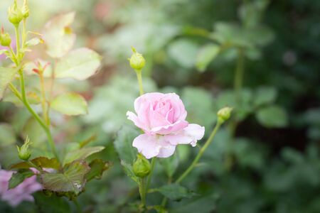 Roses in the garden, Roses are beautiful with a beautiful sunny day.の写真素材