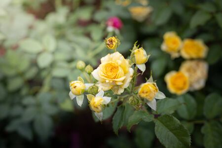 Roses in the garden, Roses are beautiful with a beautiful sunny day.の写真素材