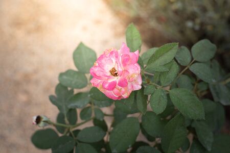 Roses in the garden, Roses are beautiful with a beautiful sunny day.の写真素材