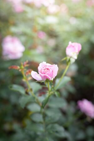 Roses in the garden, Roses are beautiful with a beautiful sunny day.の写真素材