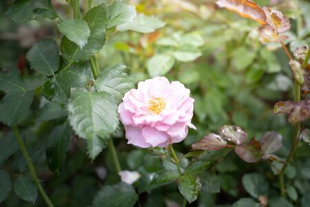Roses in the garden, Roses are beautiful with a beautiful sunny day.の写真素材