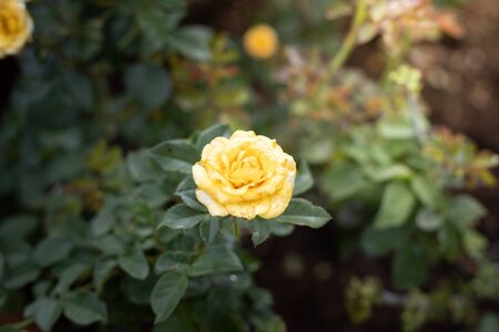Roses in the garden, Roses are beautiful with a beautiful sunny day.の写真素材