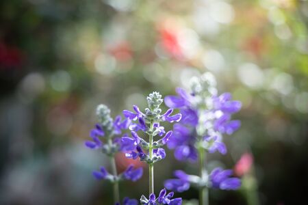 The background image of the colorful flowers, background natureの写真素材