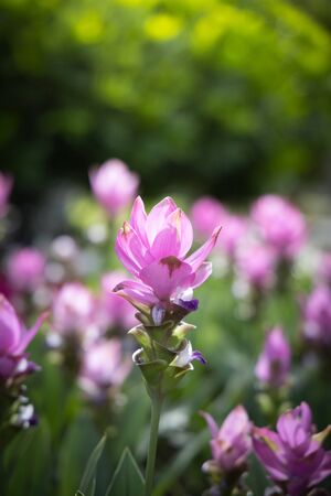The background image of the colorful flowers, background natureの写真素材