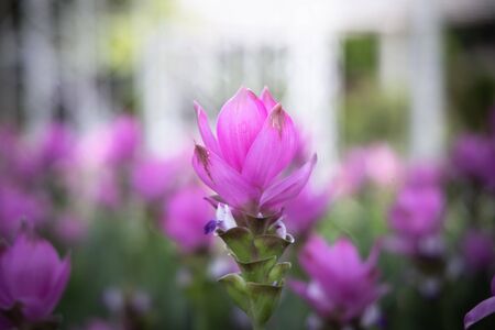 The background image of the colorful flowers, background natureの写真素材