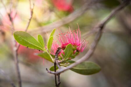 The background image of the colorful flowers, background natureの写真素材
