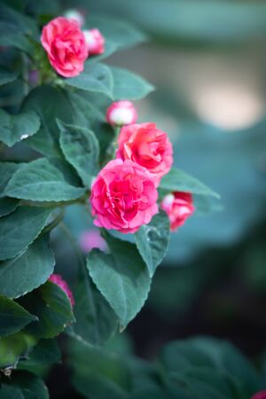 The background image of the colorful flowers, background natureの写真素材