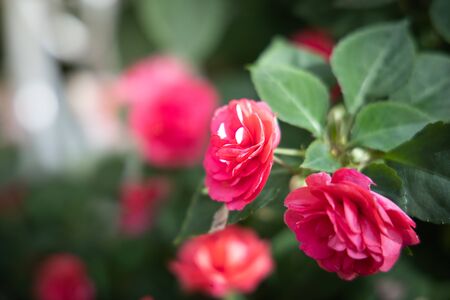 The background image of the colorful flowers, background natureの写真素材