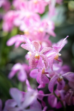The background image of the colorful flowers, background natureの写真素材
